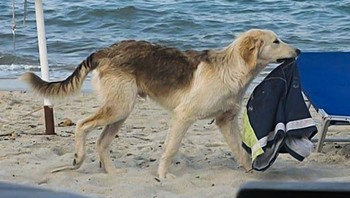 Hati-hati menaruh baju renang di pantai, kalau nggak mau dibawa anjing seperti ini.