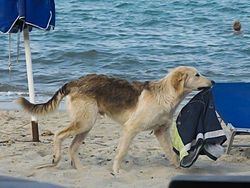 10 Kejadian Apes yang Tak Terduga, Kasihan Tapi Bikin Ngakak