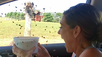 Makanannya dipatuk burung unta.