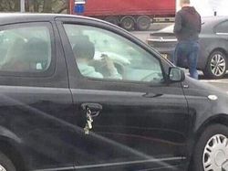 10 Kejadian Apes yang Tak Terduga, Kasihan Tapi Bikin Ngakak