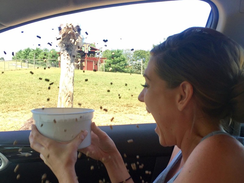 10 Momen Kejadian Apes yang Tak Terduga, Kasihan Tapi Bikin Ngakak