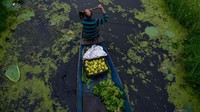 Seorang pedagang membawa sayur dan buah untuk dijual menggunakan sampan menembus hijaunya tanaman air yang hampir menutupi danau.