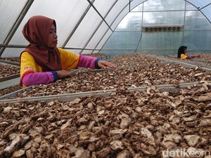 11 Manfaat Jahe Merah untuk Kesehatan yang Harus Kamu Tahu