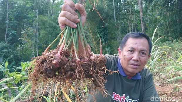 jahe merah trenggalek