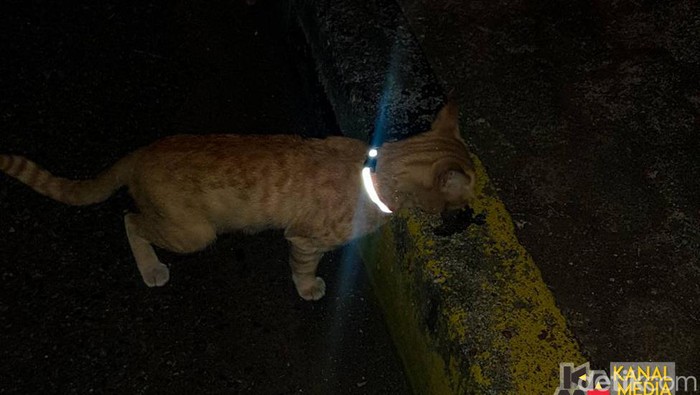 Kalung reflektif dipasangkan ke kucing untuk mencegah kecelakaan di jalan raya