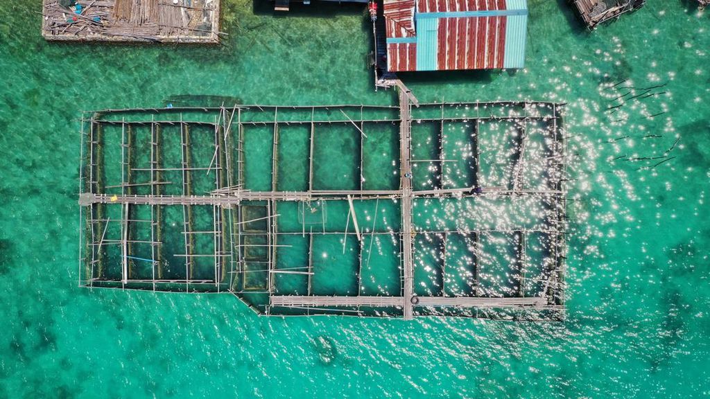 Mengintip Budidaya Ikan Napoleon-Kerapu Senilai Rp 1 M di Anambas