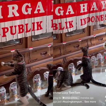Lomba untuk kucing bikin gemas viral di media sosial.