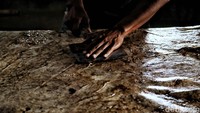 Selanjutnya, pekerja akan menyasap, atau menghilangkan daging yang masih menempel di kulit. Jangan salah, daging itu tak dibuang tapi digunakan lagi untuk kuliner lokal.