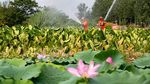 Kebun Warga di China Disiram Pemadam Kebakaran, Ada Apa?