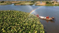 Dengan peralatan mereka, para petugas ini menyalurkan air dari danau dan disiramkan ke kebun.  