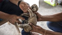 Petugas memeriksa kesehatan anak singa itu. Sebelumnya, sejumlah hewan di kebun binatang kecil pribadi di Gaza mati kelaparan atau terbunuh terdampak konflik senjata di wilayah itu. 