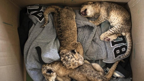 Kebun Binatang Gaza Tambah Koleksi 3 Anak Singa di Tengah Perang