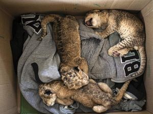 Kebun Binatang Gaza Tambah Koleksi 3 Anak Singa di Tengah Perang