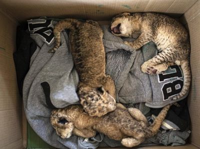 Kebun Binatang Gaza Tambah Koleksi 3 Anak Singa di Tengah Perang