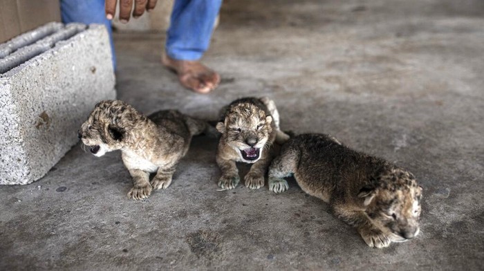 Three newborn lion cubs are displayed at Nama zoo in Gaza City, Saturday, Aug. 13, 2022. The lioness gave birth to three cubs five days after Israel and Palestinian militants ended a fierce round of cross-border fighting that saw thundering Israeli airstrikes and Palestinian rocket fire. (AP Photo/Fatima Shbair)