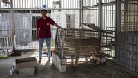 Begini kondisi kandang singa di kebun binatang tersebut. Kebun binatang Nama dioperasikan oleh badan amal swasta, menempatkannya pada posisi yang lebih baik daripada sejumlah kebun binatang swasta yang sering kesulitan menyediakan hewan.