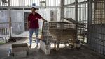 Potret Tiga Anak Singa yang Lahir di Kebun Binatang Gaza