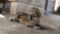 Kelahiran tiga anak singa ini merupakan pemandangan menggembirakan yang langka bagi anak-anak dan orang dewasa di Gaza yang dilanda perang.