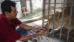 Kebun Binatang Gaza Tambah Koleksi 3 Anak Singa di Tengah Perang