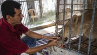 Dokter hewan Mahmoud al-Sultan mengatakan setiap anak singa memiliki berat sekitar 700 gram. Terlihat, dia sedang memberi makan induk singa.