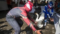 Relawan mengenakan kostum superhero mengikuti lomba menangkap angsa di Sukoharjo.