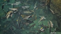 Kumpulan ikan napoleon yang diternakkan Arpianto menunggu pakan. Ia mengungkapkan dirinya sudah menjadi pembudidaya ikan sejak 10 tahun silam. Saat ini dia memiliki sekitar 1.500 ikan napoleon di keramba dekat rumahnya. Karena tempat tinggalnya yang berada di pulau, dia pun memanfaatkan akses perbankan serta agen bank untuk mempermudah melakukan transaksi keuangan.  