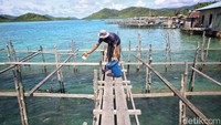 Arpianto memberikan pakan kepada ikan-ikan peliharaanya. Batu Belah menjadi salah satu desa yang menjadi pusat budidaya ikan napoleon di Anambas. Menurut Arpianto, budidaya napoleon terbilang menjanjikan karena harga jualnya yang terbilang mahal, yakni bisa mencapai Rp 1 juta untuk seekornya. 
