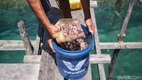 Pakan makanan disiapkan untuk ikan-ikan di keramba. Perawatan ikan napoleon relatif mudah karena gampang beradaptasi dengan lingkungan. Selain itu, ikan ini juga tidak memerlukan penanganan maupun pemberian obat khusus. Cukup rutin diberi makan sehari tiga kali berupa ikan-ikan kecil.   