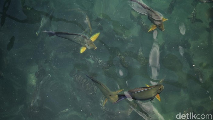 Tergiur Budidaya Ikan Napoleon di Anambas, Harga 1 Ekor Rp 1 Juta Arpianto (40) melihat ke arah keramba ikan miliknya di Desa Batu Belah, Kabupaten Kepulauan Anambas, Kepulauan Riau, Selasa (2/8/2022).