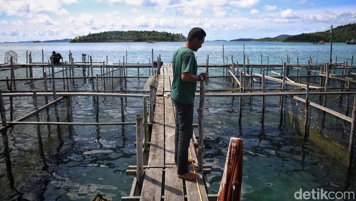 Tergiur Budidaya Ikan Napoleon di Anambas, Harga 1 Ekor Rp 1 Juta Arpianto (40) melihat ke arah keramba ikan miliknya di Desa Batu Belah, Kabupaten Kepulauan Anambas, Kepulauan Riau, Selasa (2/8/2022).