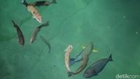 Ikan napoleon di keramba petani Desa Batu Belah, Anambas.  Diketahui, napoleon adalah jenis ikan karang berukuran tubuh besar dari keluarga labridae, dengan tubuh berwarna terang. Ciri khas ikan napoleon terletak pada dua garis diagonal warna biru atau kehitaman di belakang matanya. Warga setempat biasanya menyebut napoleon dengan nama ikan ketipas.  
