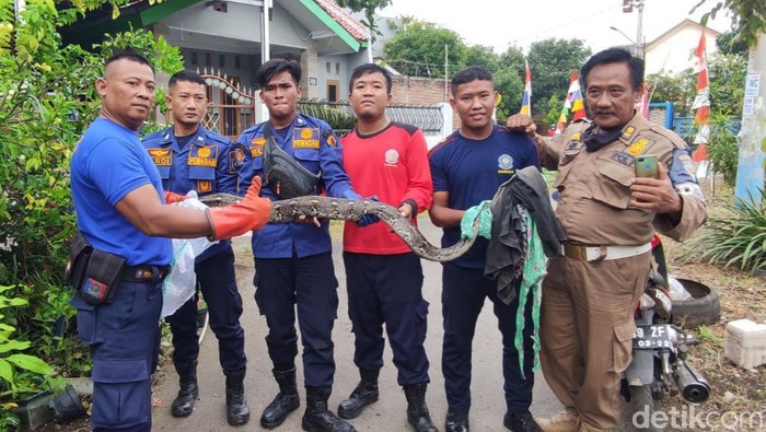 Ular piton ditangkap petugas Damkar saat memasuki kawasan rumah di Brebes.