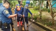 King Kobra di Tenjo Bogor Dievakuasi Dalam Kondisi Ekor Buntung