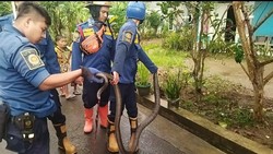 King Kobra di Tenjo Bogor Dievakuasi Dalam Kondisi Ekor Buntung