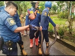 King Kobra di Tenjo Bogor Dievakuasi Dalam Kondisi Ekor Buntung
