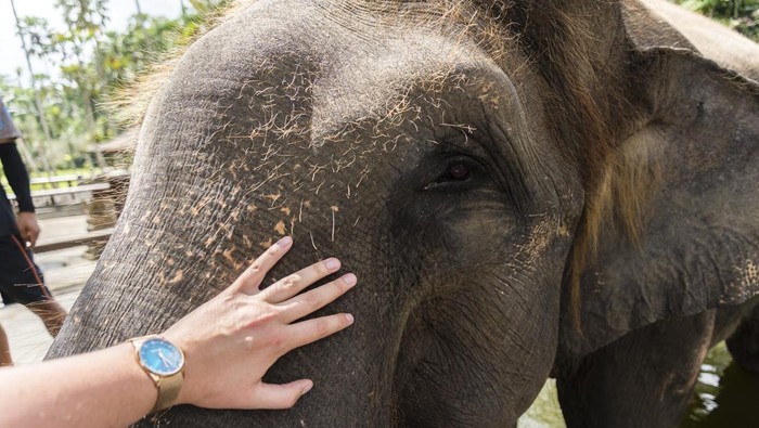 Ilustrasi gajah