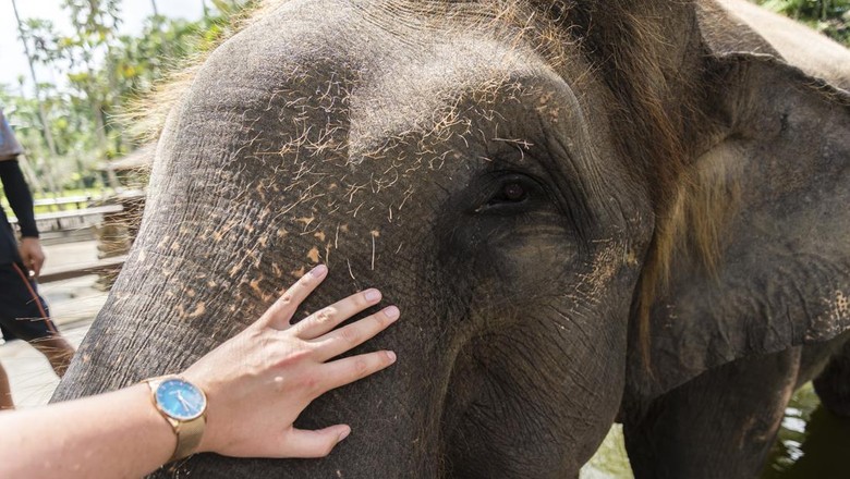 Ilustrasi gajah