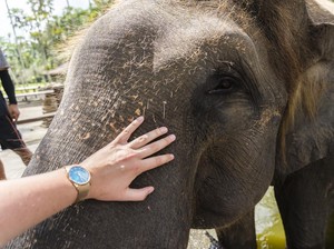 Spesial di Bali Safari & Marine Park, Gajah dan Trenggiling Ikut Upacara Bendera