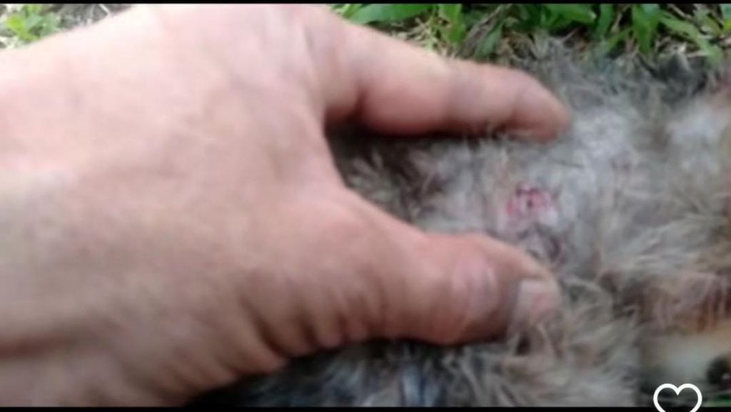 Brigjen NA Tembak Kucing di Sesko TNI, 4 Ekor Mati dan 2 Terluka