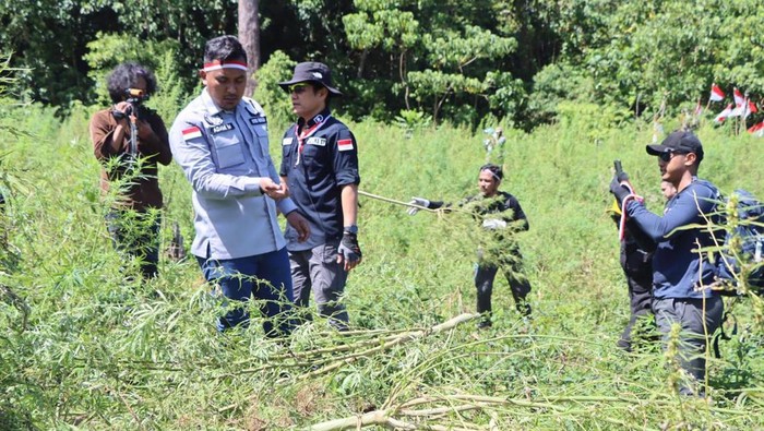 Polri mengungkap temuan 25 hektare ladang ganja di Aceh