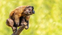 Traveler harus bertemu dengan Fabio dan Ricardo, dua ekor Monyet Capuchin yang cerdas dan banyak aksi.