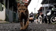 Tangis Bu Menon Kala Kucing-kucing Mati Ditembak di Sesko TNI