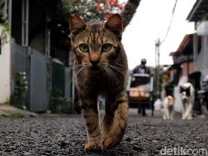 10 Cara Mengusir Kucing Agar Tidak Datang Lagi ke Rumah