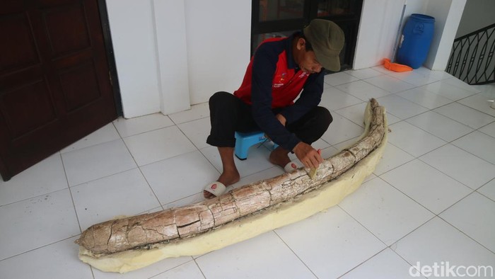Museum Patiayam Kudus mengamankan fosil gajah purba sepanjang 2,5 meter yang masih utuh, Kamis (18/8/2022). Museum Patiayam Kudus mengamankan fosil gajah purba sepanjang 2,5 meter yang masih utuh, Kamis (18/8/2022).