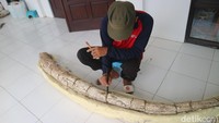 Fosil gading gajah purba yang masih utuh dengan panjang 2,5 meter tersebut diekskavasi pada 10 Agustus 2022 oleh Balai Pelestarian Situs Manusia Purba Sangiran