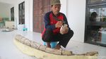 Penampakan Fosil Gading Gajah Purba di Kudus