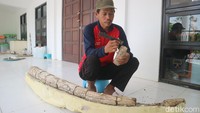 Fosil gading gajah purba itu kini disimpan di Museum Situs Purbakala Patiayam.