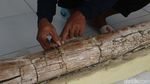 Penampakan Fosil Gading Gajah Purba di Kudus