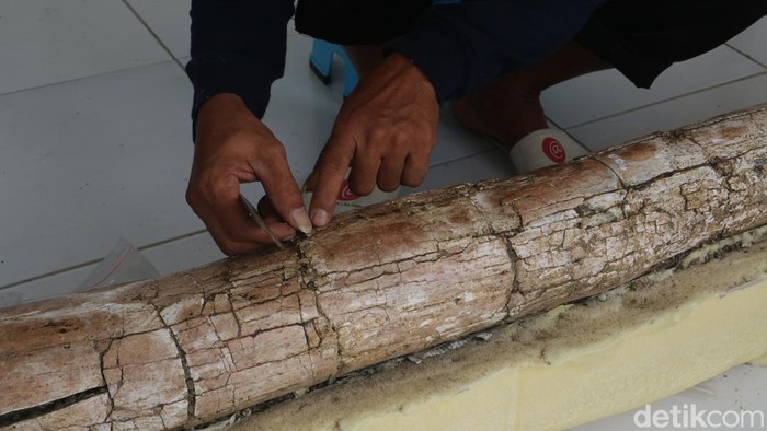 Museum Patiayam mengamankan fosil gajah purba sepanjang 2,5 meter yang masih utuh, Kamis (18/8/2022).