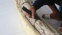 Fosil gading gajah purba tersebut memiliki panjang 2,5 meter. Tampak fosil terbungkus dengan cairan pengeras.